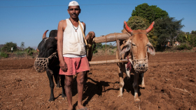 В Индии на полтора года заморозят спорные законы о сельском хозяйстве